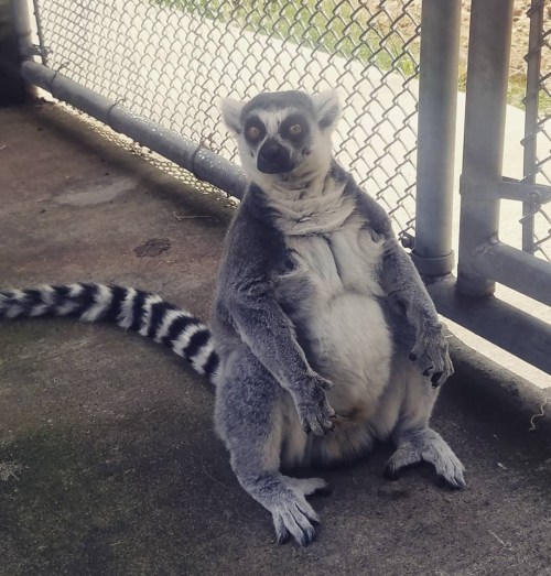 A lemur with a striped tail sits on the ground, looking curiously at the camera near a fence.