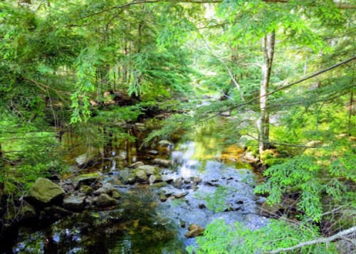 A serene forest scene with a clear stream flowing over rocks, surrounded by lush green trees and sunlight filtering through.