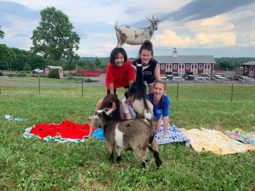 Three girls playfully pose with goats on a grassy field, with one goat standing on top of another in the background.