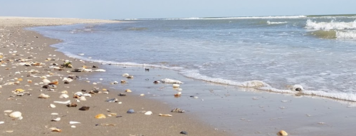 A sandy beach with scattered seashells and gentle waves lapping at the shore under a clear blue sky.