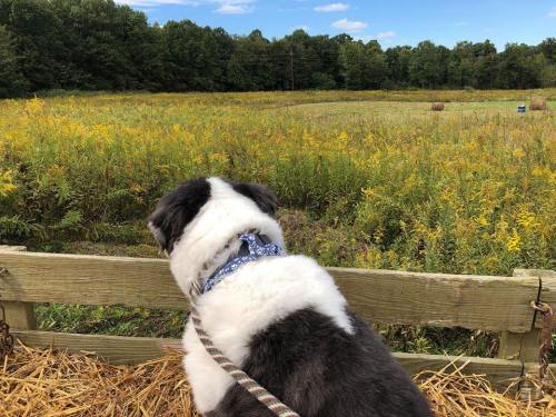 A dog with a blue collar sits on a wooden fence, gazing at a field of yellow flowers and trees in the background.