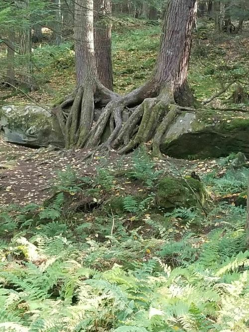 Two trees with exposed roots growing over a large rock, surrounded by ferns and forest foliage.