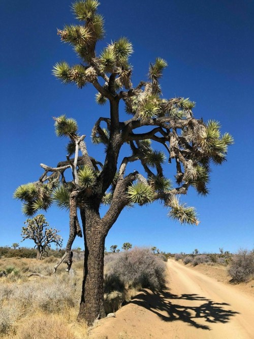 A tall Joshua tree stands beside a dirt path under a clear blue sky, surrounded by desert vegetation.