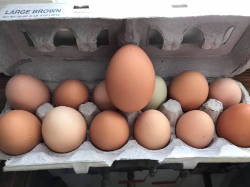 A carton of brown eggs with one larger egg in the center, surrounded by smaller eggs of varying shades.