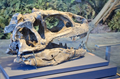 A large dinosaur skull displayed in a museum, set against a backdrop of prehistoric foliage.