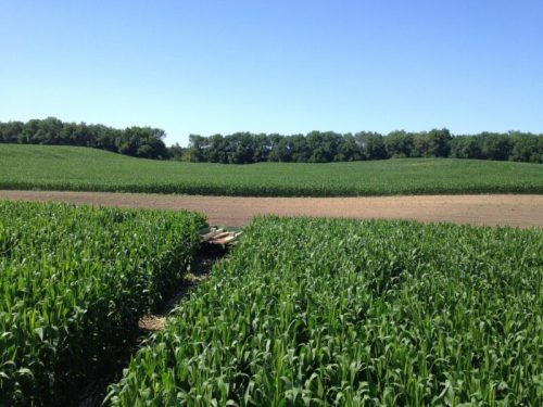Lush green cornfields stretch under a clear blue sky, with trees lining the horizon in the background.