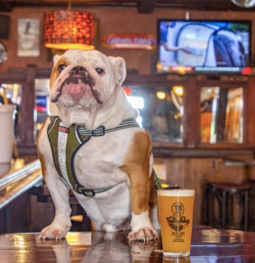 A bulldog in a harness stands on a bar, next to a pint of beer, with a cozy pub atmosphere in the background.