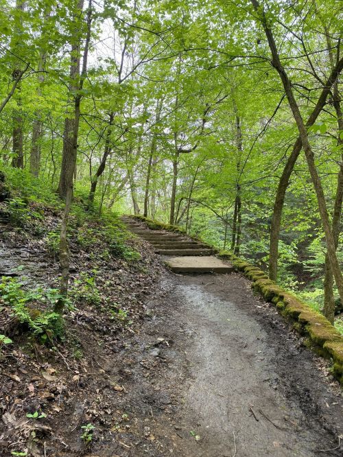 A winding dirt path leads up wooden steps through a lush, green forest with trees and foliage surrounding the area.