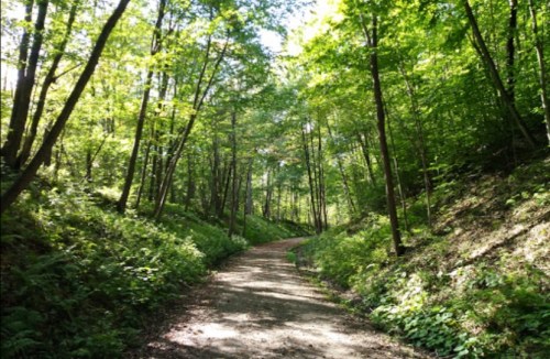 A serene dirt path winding through a lush green forest with tall trees and dappled sunlight.