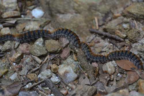 A close-up of a caterpillar crawling over a bed of small rocks and twigs in a natural setting.