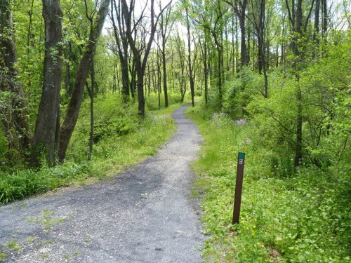 A winding path through a lush green forest, surrounded by trees and wildflowers on a sunny day.