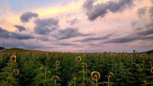 A field of sunflowers under a cloudy sky at sunset, with rolling hills in the background.