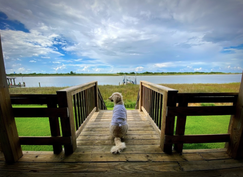A dog sits on a wooden deck, gazing at a calm waterway under a cloudy sky.