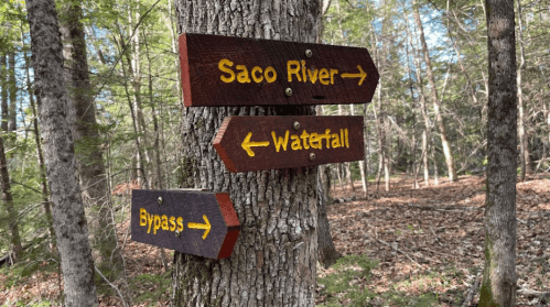 Wooden signs on a tree point to Saco River, Waterfall, and Bypass in a forested area.