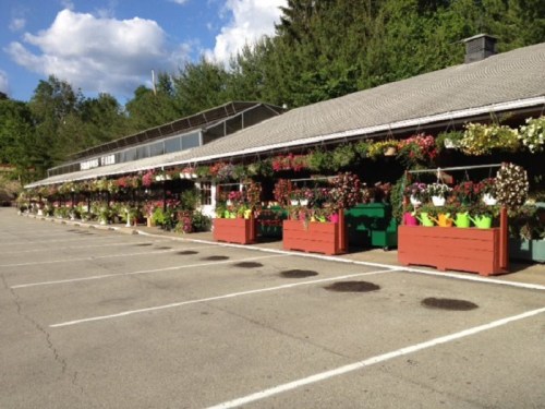 A flower shop with colorful planters and hanging plants, set against a backdrop of trees and a blue sky.
