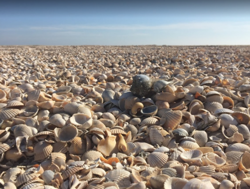 A vast beach covered in a variety of seashells under a clear blue sky.