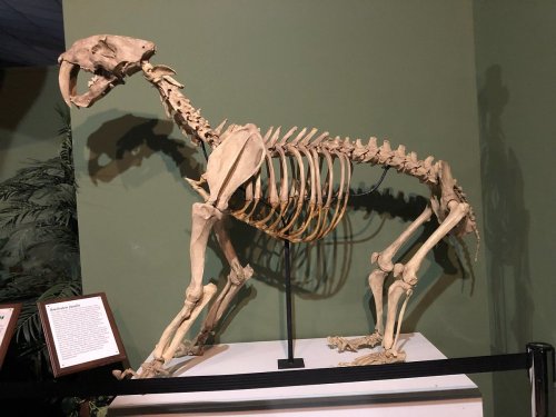 A mounted skeleton of a dog displayed in a museum, showcasing its skeletal structure against a green background.