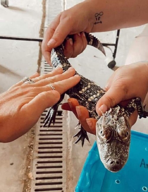 Two hands hold a small alligator, while another hand gently touches its back.
