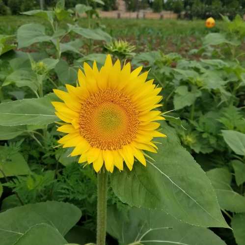 A vibrant sunflower in full bloom, surrounded by green leaves and a field in the background.