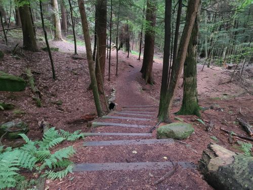A winding forest path with wooden steps leading down through lush greenery and scattered rocks.