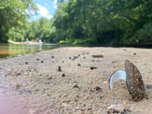 A close-up of a clam shell on sandy riverbank, with trees and people in the background enjoying the water.