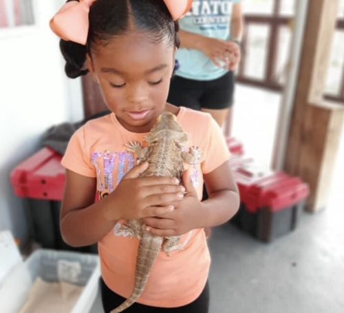 A young girl in an orange shirt holds a lizard, looking down at it with curiosity.