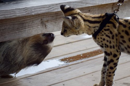 A sloth and a serval cat interact curiously under a wooden structure.