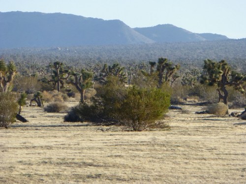 A desert landscape featuring Joshua trees, shrubs, and distant mountains under a clear sky.