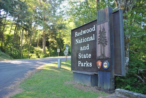 Sign for Redwood National and State Parks, surrounded by lush greenery and trees, near a road.