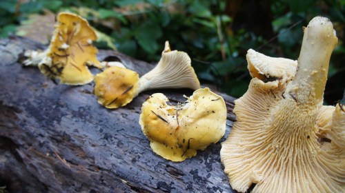 A close-up of yellow mushrooms growing on a log, surrounded by green foliage.