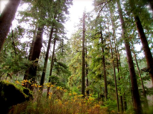 A dense forest with tall evergreen trees and patches of yellow foliage on the ground, creating a serene atmosphere.