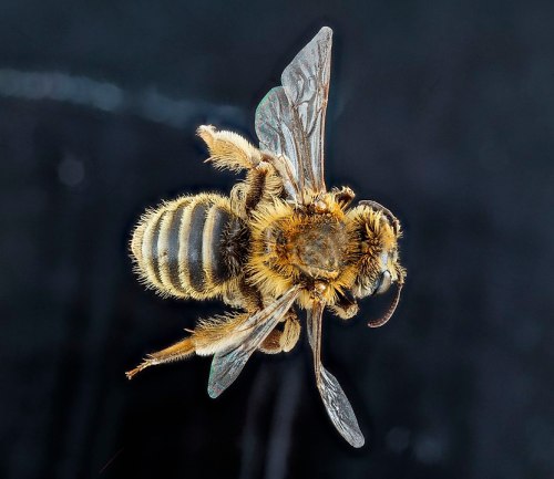 Close-up of a bee showing detailed features, including its wings, body, and fuzzy texture against a dark background.