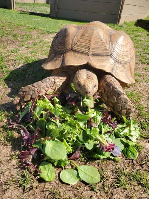 A tortoise eating a pile of fresh greens on the grass.