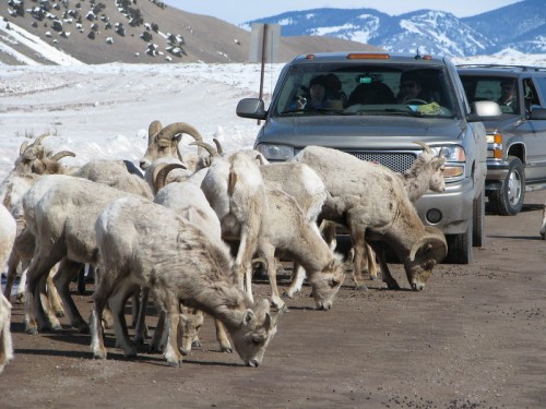 A herd of mountain goats grazing near parked cars on a snowy road with mountains in the background.
