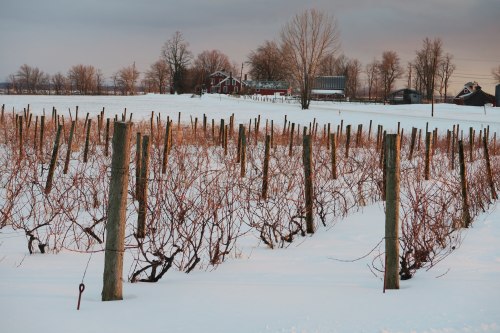 A snowy vineyard with bare vines and wooden posts, set against a backdrop of trees and distant farm buildings.