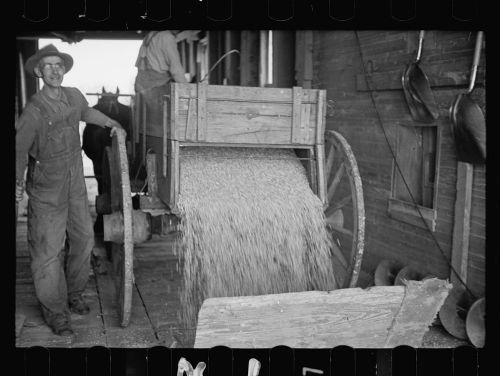 A man in overalls stands beside a wooden cart pouring grain onto the floor in a rustic barn setting.