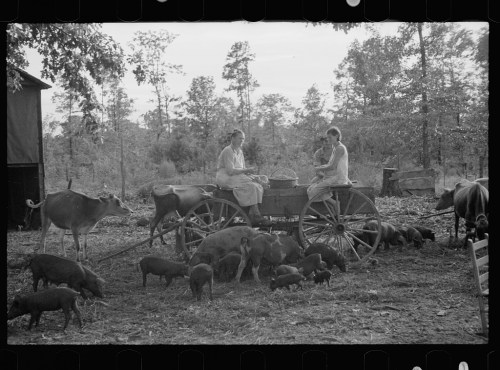 Two women sit on a wagon surrounded by cows and pigs in a rural setting, with trees in the background.