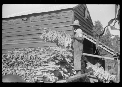 A worker stacks dried tobacco leaves on a wagon beside a wooden barn.