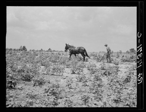 A farmer plows a field with a horse, surrounded by rows of crops under a cloudy sky.