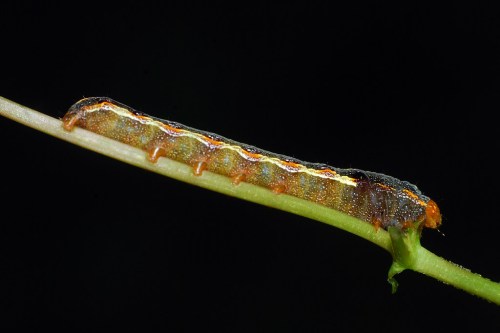Close-up of a caterpillar resting on a thin green stem against a dark background.