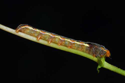 Close-up of a caterpillar resting on a thin green stem against a dark background.