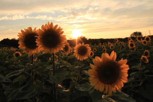 A field of sunflowers at sunset, with vibrant blooms facing the sun against a colorful sky.