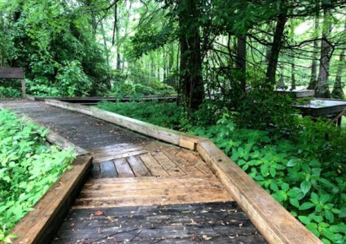 A wooden boardwalk winding through lush green foliage in a serene, wooded area.