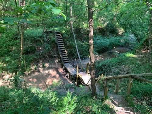 A wooden bridge spans a small creek in a lush, green forest with trees and ferns surrounding the area.