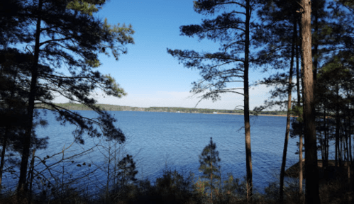 A serene lake view framed by tall pine trees under a clear blue sky.