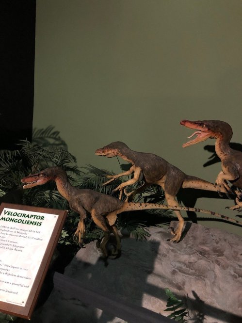 Three Velociraptor models displayed in a museum setting, with a sign detailing their species information.