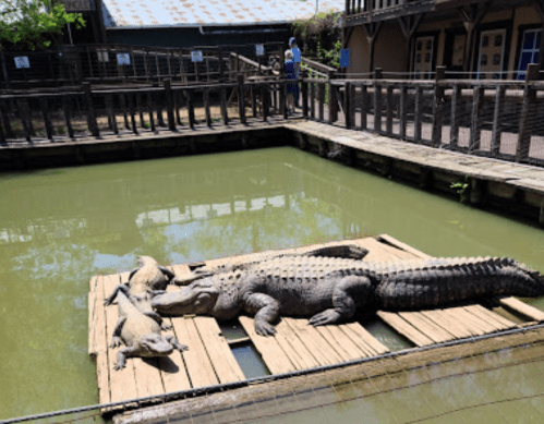 A large crocodile rests on a wooden platform in a green pond, with smaller crocodiles nearby.
