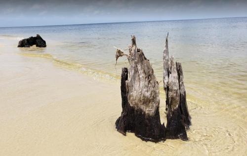 A weathered tree stump stands on a sandy beach, with calm water gently lapping at its base.