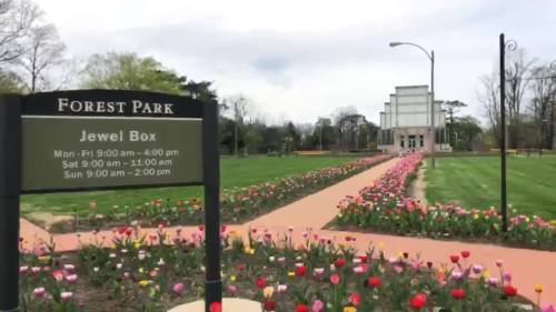 A park sign for Forest Park's Jewel Box, surrounded by colorful tulips and a view of the building in the background.