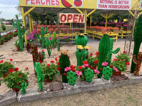 Colorful cacti and flowers in pots outside a garden shop with a sign that says "OPEN" and a peach display in the background.